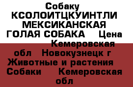 Собаку  КСОЛОИТЦКУИНТЛИ МЕКСИКАНСКАЯ ГОЛАЯ СОБАКА  › Цена ­ 15 000 - Кемеровская обл., Новокузнецк г. Животные и растения » Собаки   . Кемеровская обл.